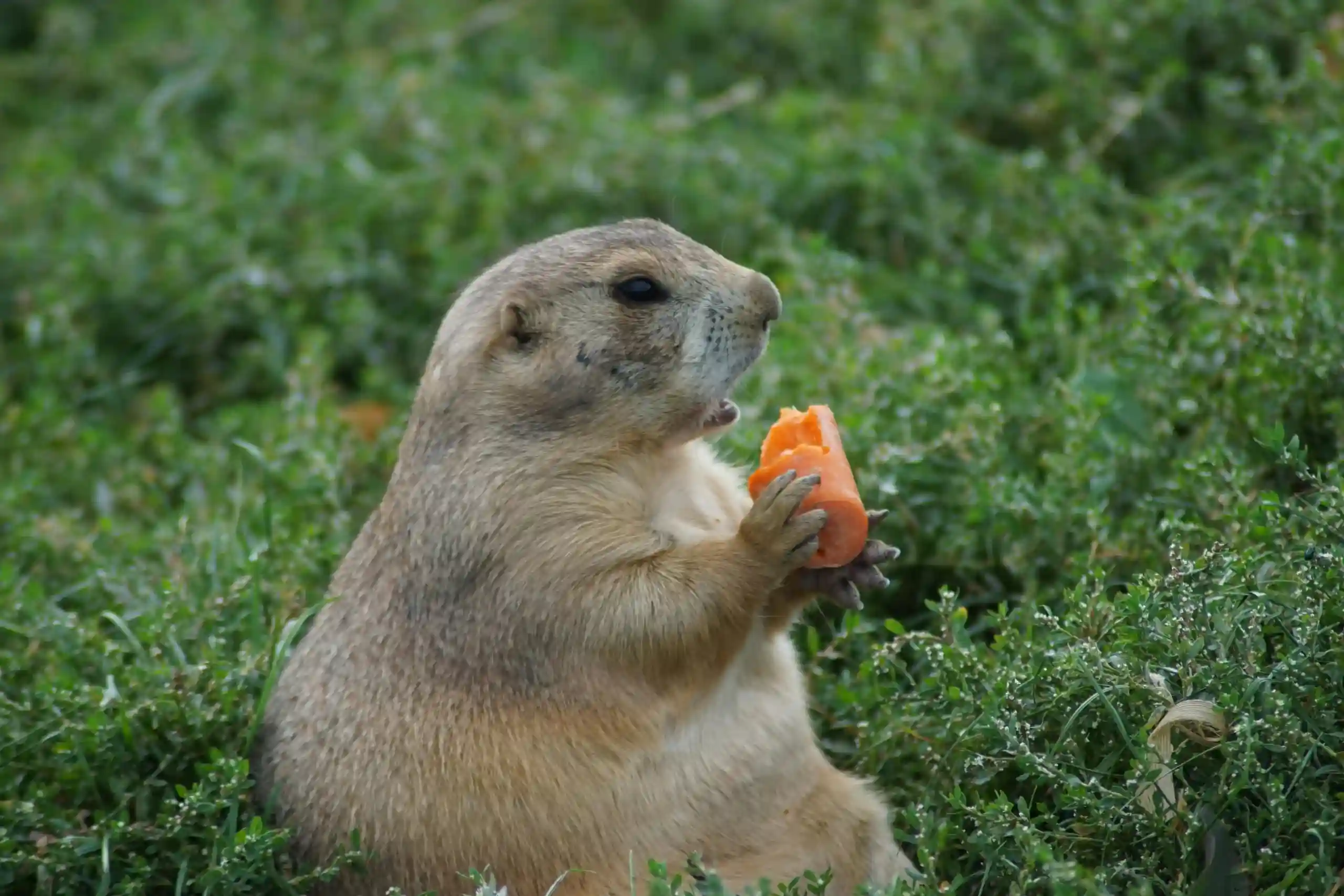 Summer-Garden-Gophers-scaled